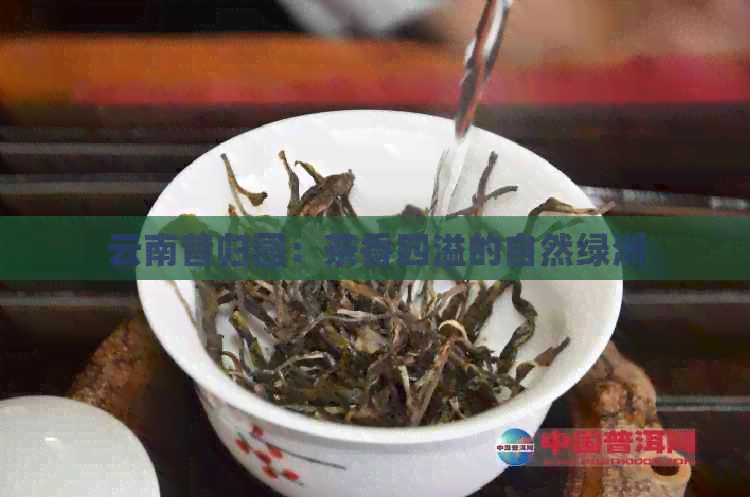 云南昔归园：茶香四溢的自然绿洲