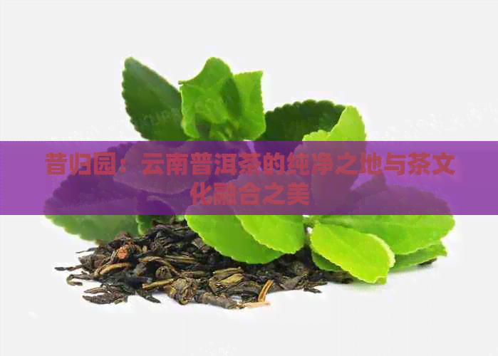 昔归园：云南普洱茶的纯净之地与茶文化融合之美