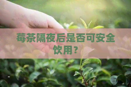 莓茶隔夜后是否可安全饮用？