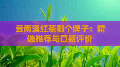 云南滇红茶哪个牌子：精选推荐与口感评价