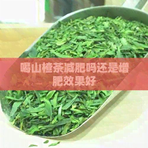 喝山楂茶减肥吗还是增肥效果好