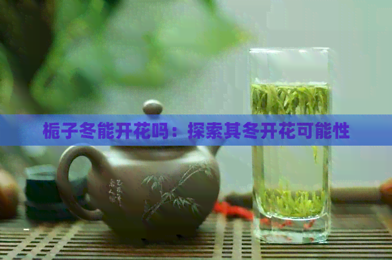 栀子冬能开花吗：探索其冬开花可能性