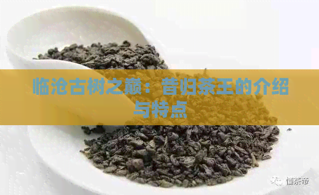 临沧古树之巅：昔归茶王的介绍与特点