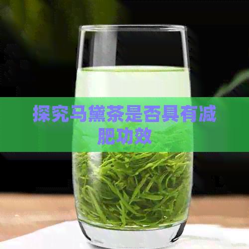 探究马黛茶是否具有减肥功效