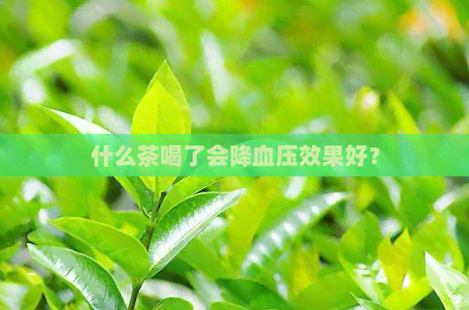 什么茶喝了会降血压效果好？