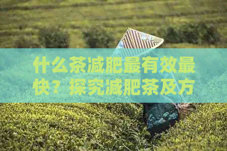 什么茶减肥最有效最快？探究减肥茶及方法。