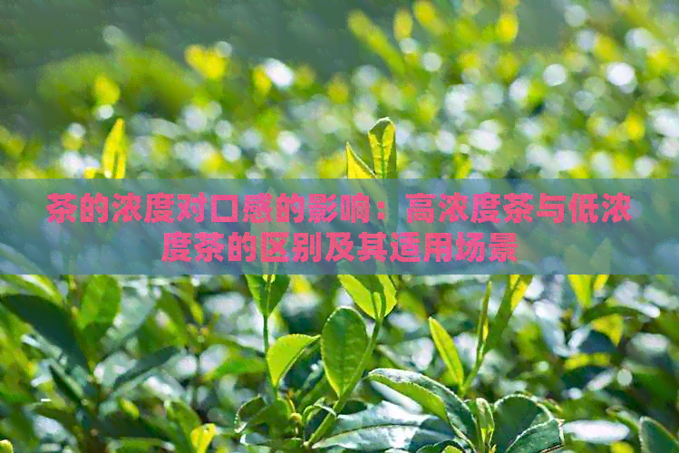 茶的浓度对口感的影响：高浓度茶与低浓度茶的区别及其适用场景