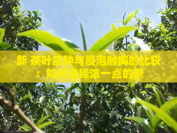 新 茶叶品种与浸泡时间的比较：如何选择浓一点的茶