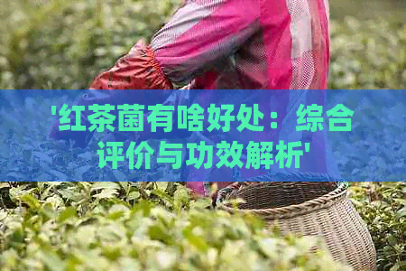 '红茶菌有啥好处：综合评价与功效解析'