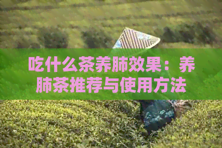 吃什么茶养肺效果：养肺茶推荐与使用方法