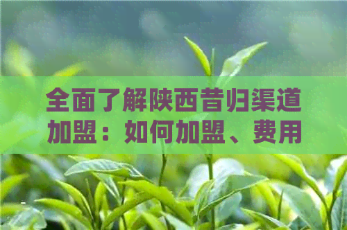 全面了解陕西昔归渠道加盟：如何加盟、费用、支持等详细信息