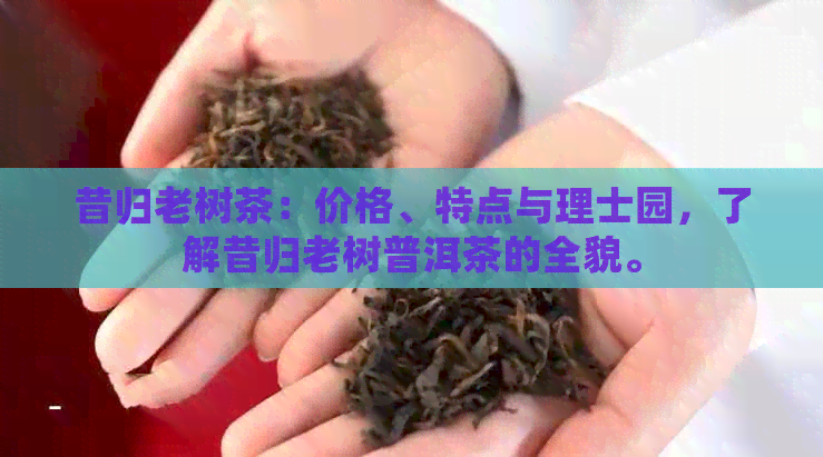 昔归老树茶：价格、特点与理士园，了解昔归老树普洱茶的全貌。