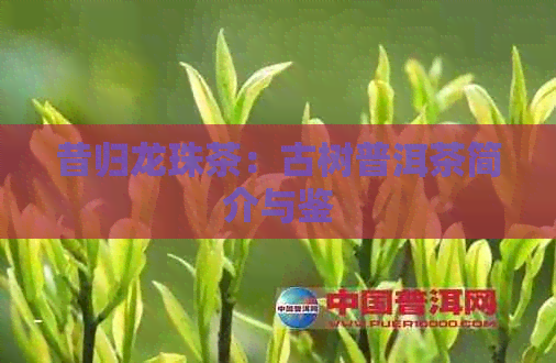 昔归龙珠茶：古树普洱茶简介与鉴