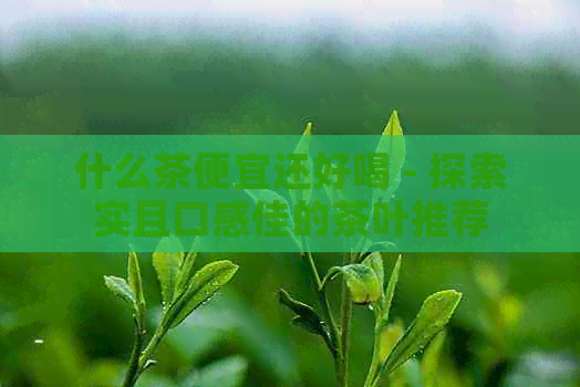 什么茶便宜还好喝 - 探索实且口感佳的茶叶推荐