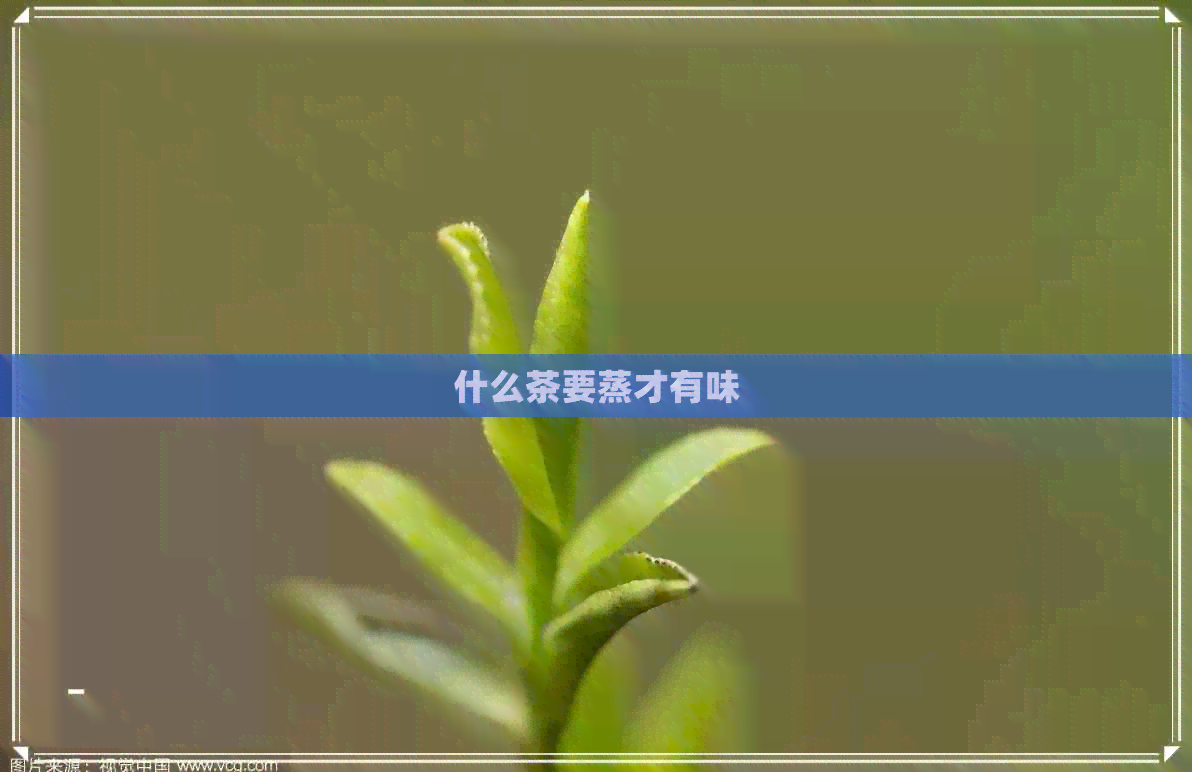 什么茶要蒸才有味