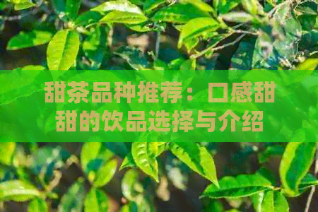 甜茶品种推荐：口感甜甜的饮品选择与介绍