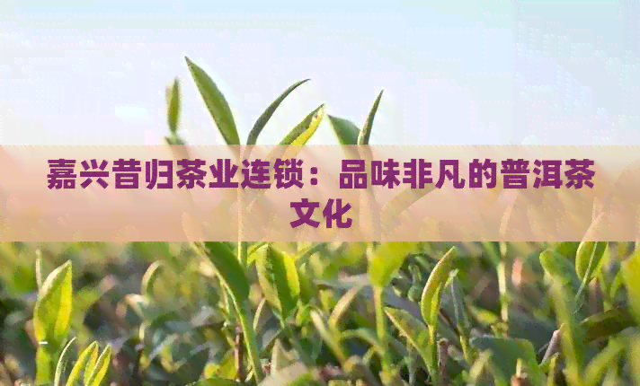 嘉兴昔归茶业连锁：品味非凡的普洱茶文化