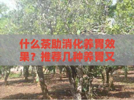 什么茶助消化养胃效果？推荐几种养胃又助消化的茶饮