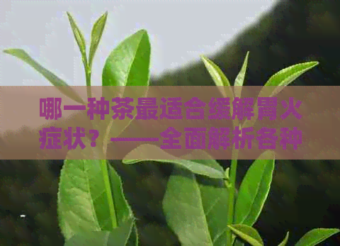 哪一种茶最适合缓解胃火症状？——全面解析各种茶叶对胃火的疗效和选择建议