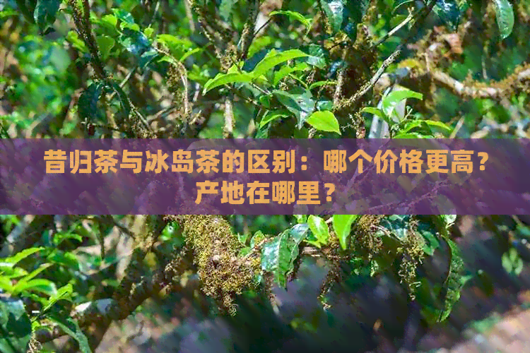 昔归茶与冰岛茶的区别：哪个价格更高？产地在哪里？