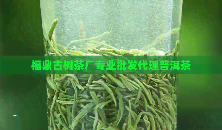 福鼎古树茶厂专业批发代理普洱茶