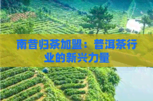 南昔归茶加盟：普洱茶行业的新兴力量