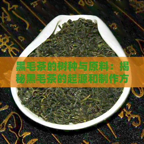 黑毛茶的树种与原料：揭秘黑毛茶的起源和制作方法