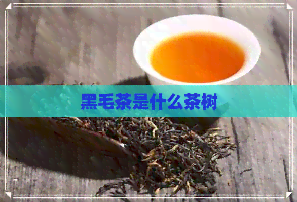 黑毛茶是什么茶树