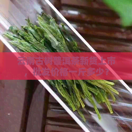 云南古树普洱茶新货上市，批发价格一斤多少？