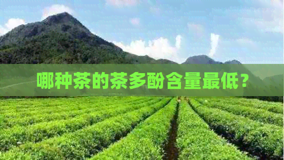 哪种茶的茶多酚含量更低？