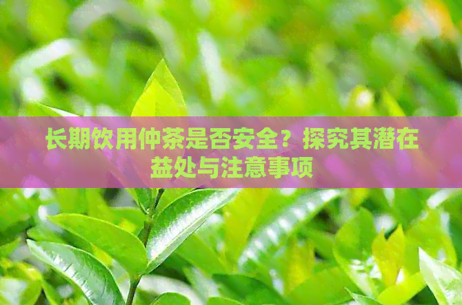 长期饮用仲茶是否安全？探究其潜在益处与注意事项