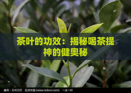 茶叶的功效：揭秘喝茶提神的健奥秘