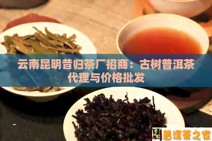 云南昆明昔归茶厂招商：古树普洱茶代理与价格批发