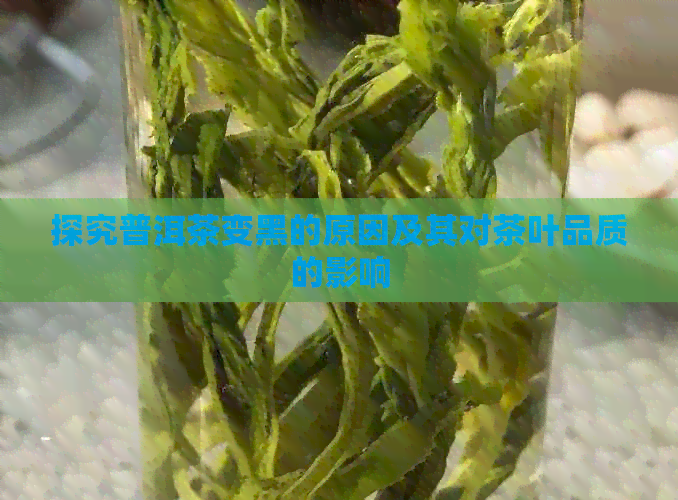 探究普洱茶变黑的原因及其对茶叶品质的影响