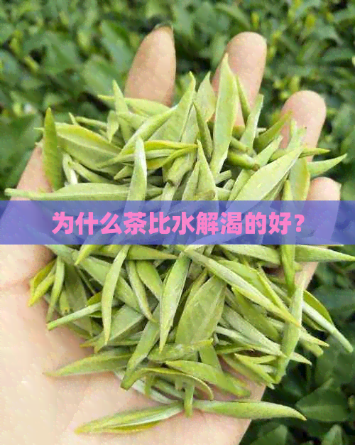 为什么茶比水解渴的好？