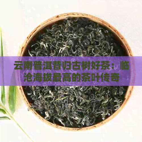 云南普洱昔归古树好茶：临沧海拔更高的茶叶传奇