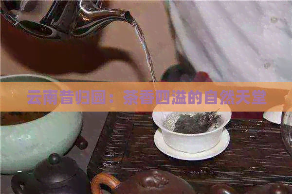 云南昔归园：茶香四溢的自然天堂