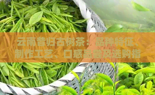 云南昔归古树茶：品种特征、制作工艺、口感品尝及选购指南