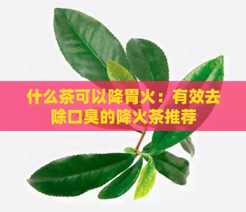 什么茶可以降胃火：有效去除口臭的降火茶推荐