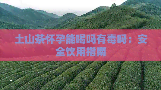 土山茶怀孕能喝吗有吗：安全饮用指南