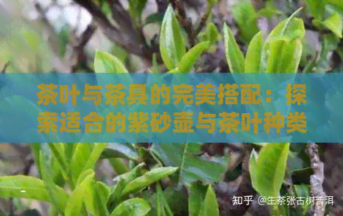 茶叶与茶具的完美搭配：探索适合的紫砂壶与茶叶种类