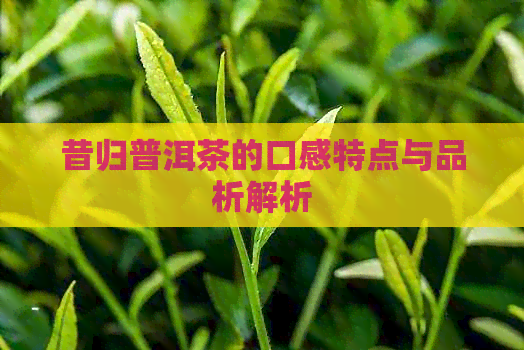 昔归普洱茶的口感特点与品析解析