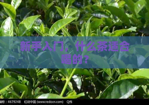 新手入门，什么茶适合喝的？