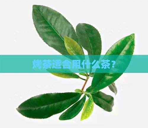 烤茶适合用什么茶？