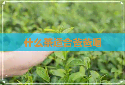 什么茶适合爸爸喝