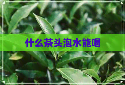 什么茶头泡水能喝