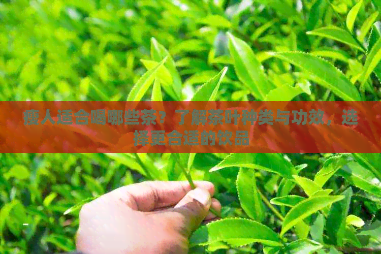 瘦人适合喝哪些茶？了解茶叶种类与功效，选择更合适的饮品