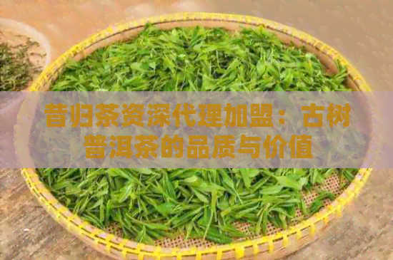 昔归茶资深代理加盟：古树普洱茶的品质与价值