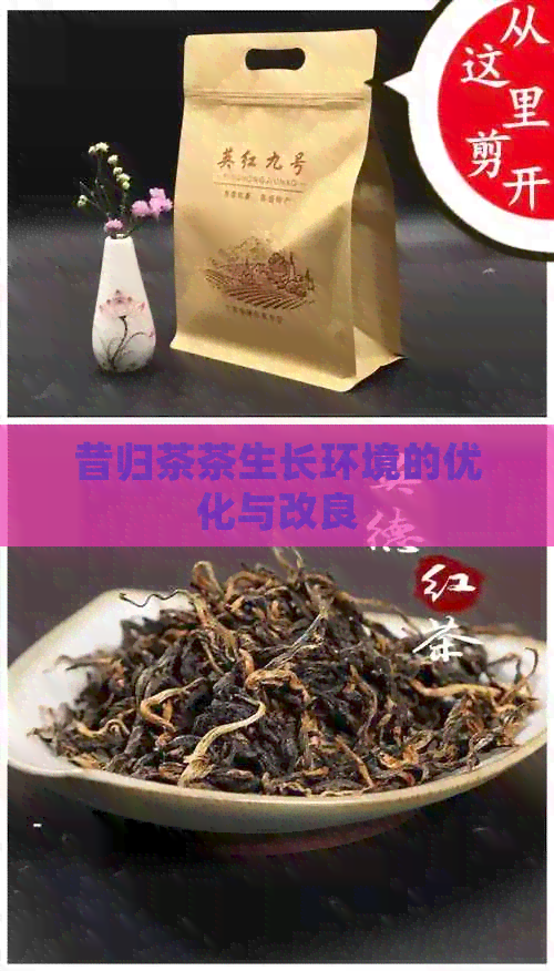 昔归茶茶生长环境的优化与改良