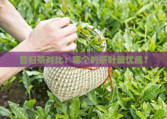 昔归茶对比：哪个的茶叶更优质？